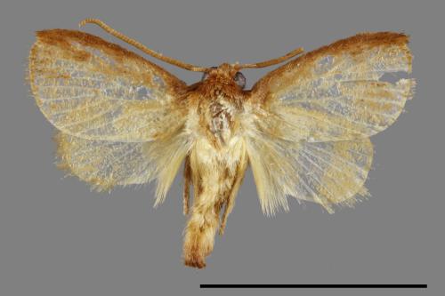 <已分類>Family：Limacodidae[刺蛾科][00092725]