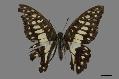 Graphium doson postianus[青斑鳳蝶][00094498]