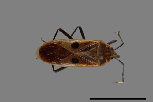 Physopelta quadriguttata[00040234]