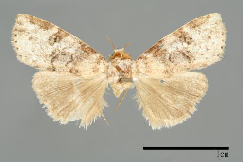 Bryophilina mollicula[00009491]