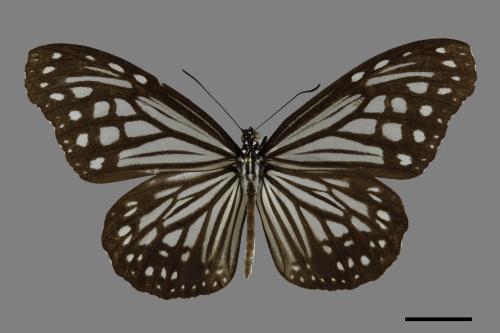 Parantica aglea maghaba[姬小紋青斑蝶][00101967]