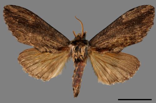 Allodontoides tenebrosus[00059301]