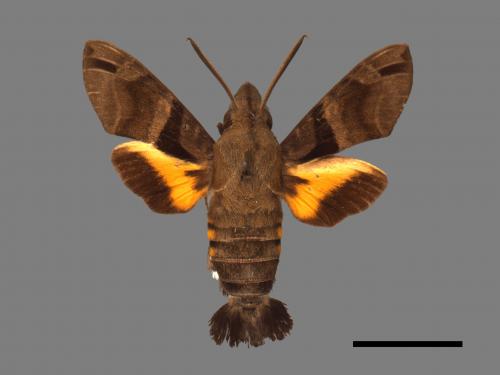 Macroglossum sitiene[膝帶長喙天蛾][00016521]