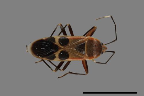 Physopelta gutta[大星椿象][00050064]