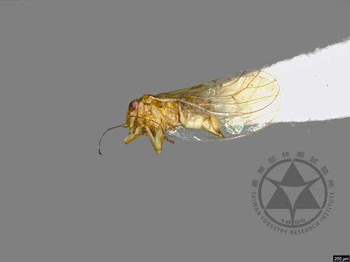 <已分類>Family：Psyllidae[木蝨科][00077114]