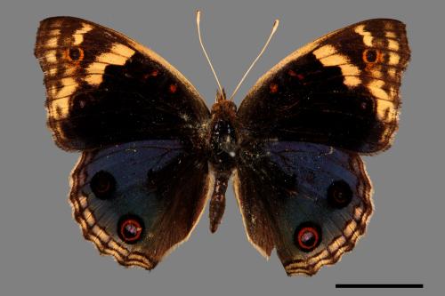 Junonia orithya[孔雀青蛺蝶][00013341]