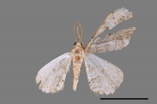 <已分類>Family：Geometridae[尺蠖蛾科][00019443]