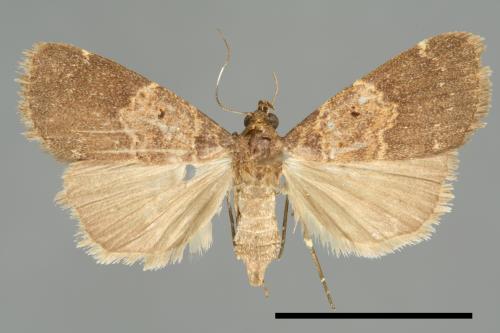 <已分類>Family：Noctuidae[夜蛾科][00010922]
