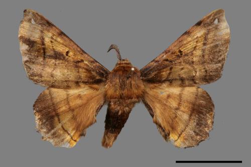 Prismosticta fenestrata[小窗蠶蛾][00055226]
