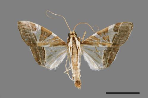 Glyphodes itysalis[00052617]