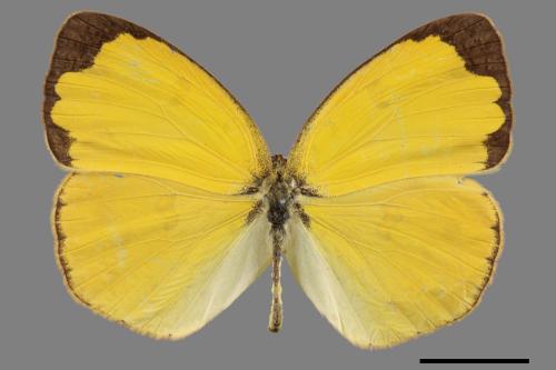 Eurema hecabe hobsoni[荷氏黃蝶][00013956]