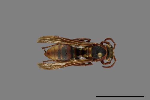 Polistes takasagonus[雙斑長腳蜂][00072712]