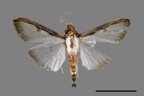 Sisyrophora pfeifferae[00027350]