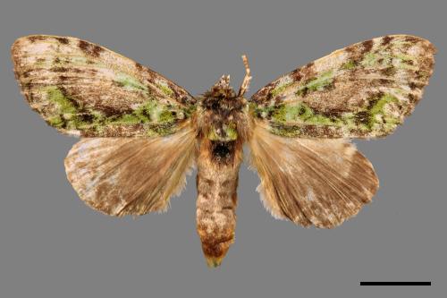 Somera viridifusca viridifusca[瑟舟蛾][00070885]