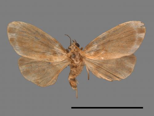 Parasiccia limbata[00047697]