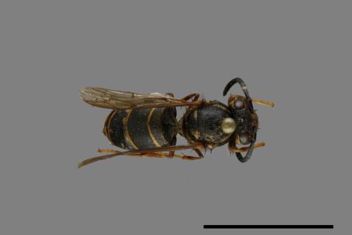 Vespula flaviceps[細黃胡蜂][00072970]