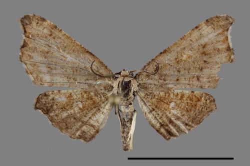 <已分類>Family：Thyrididae[窗蛾科][00091679]