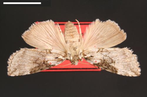 Epipsestis dubia chengshinglini[非平波紋蛾][00089978]