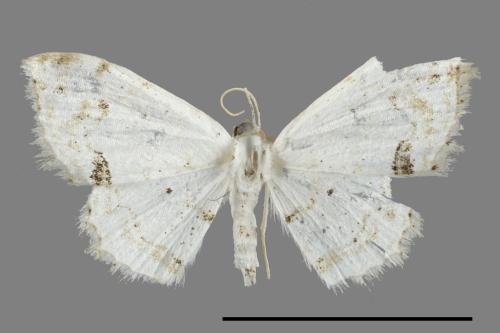 Scopula yamanei[山根姬尺蛾][00071503]