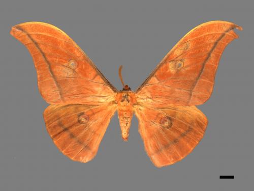 Antheraea yamamai superba[大透目天蠶蛾][00016217]