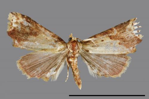 <已分類>Family：Noctuidae[夜蛾科][00007948]