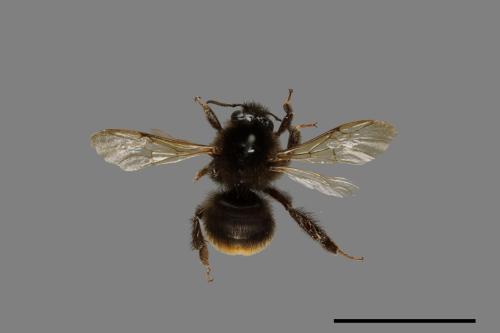 Bombus trifasciatus[威氏熊蜂][00079494]