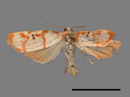 Cyana hamata[優雪苔蛾][00044104]