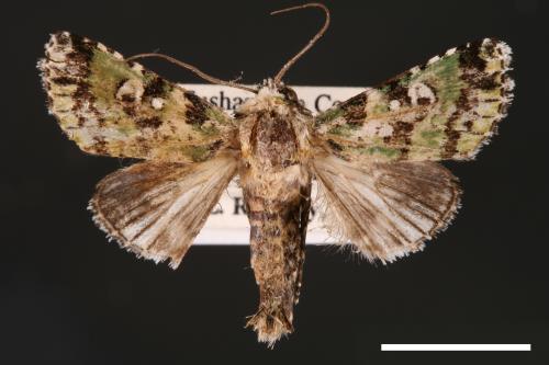Yula muscosa[00001881]