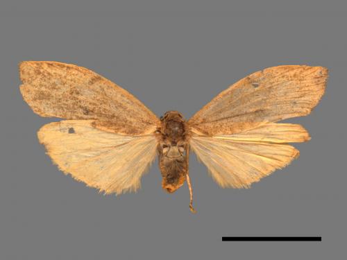 Eilema rubrescens[中條灰苔蛾][00045331]