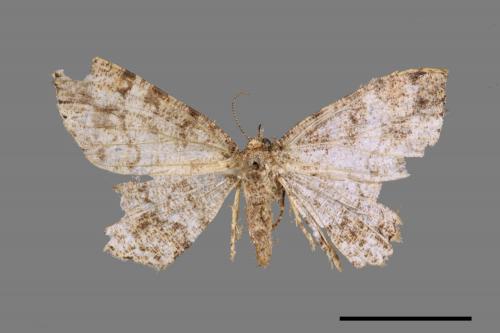 Deileptenia rimosaria[黑斑微黃尺蛾][00052468]