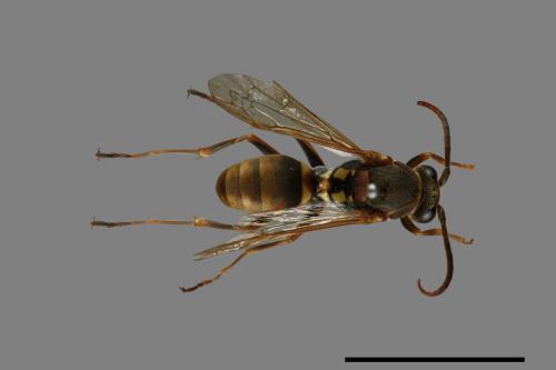 Polistes takasagonus[雙斑長腳蜂][00072664]