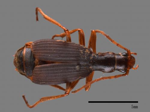 <已分類>Family：Carabidae[步行蟲科][00081947]