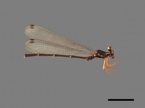 Rhipidolestes aculeatus aculeatus[芽痣蹣蟌][00104060]