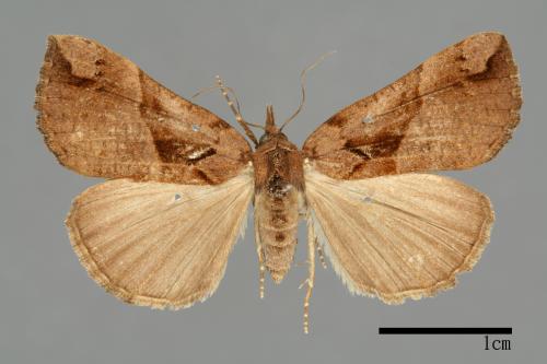 Hypena tenebralis[00009918]