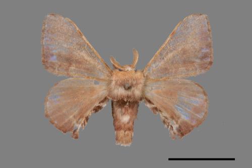 Triuncina brunnea[褐斑白蠶蛾][00059822]