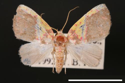 Siglophora sanguinolenta[內黃血斑瘤蛾][00004827]