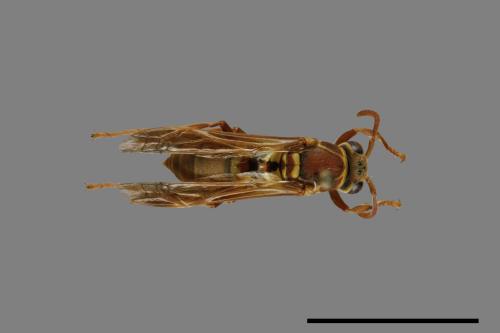 Polistes shirakii[shirakii][00072749]