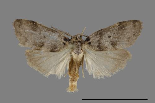 Eugoa grisea[雙點良苔蛾][00100778]