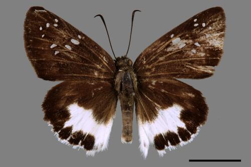 Tagiades trebellius martinus[蘭嶼白裙挵蝶][00088076]