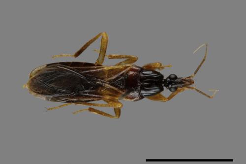 Sirthenea dimidiata[半黃足獵蝽][00079621]