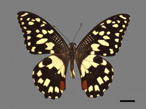 Papilio demoleus[無尾鳳蝶][00014430]