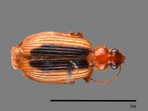 <已分類>Family：Carabidae[步行蟲科][00092573]