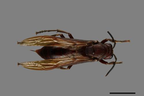 Polistes gigas[巨長腳蜂][00074396]