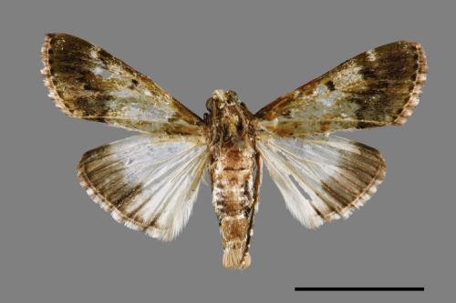 Teliphasa albifusa[00023506]