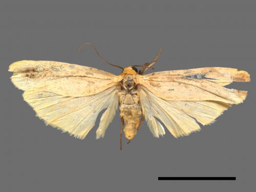 Eilema usuguronis[黃邊土苔蛾][00051983]