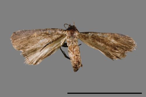 <已分類>Family：Pyralidae[螟蛾科][00014959]