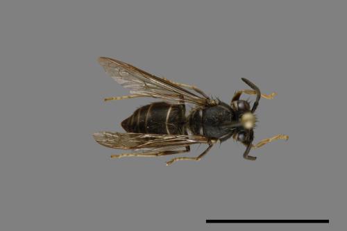 Vespula flaviceps[細黃胡蜂][00072964]