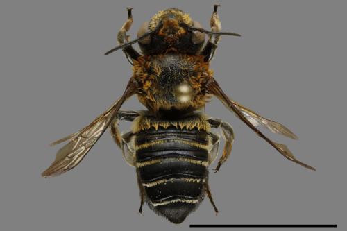 Megachile sauteri[紹德切葉蜂][00101433]