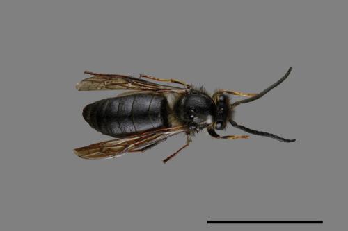 Vespula flaviceps[細黃胡蜂][00073439]
