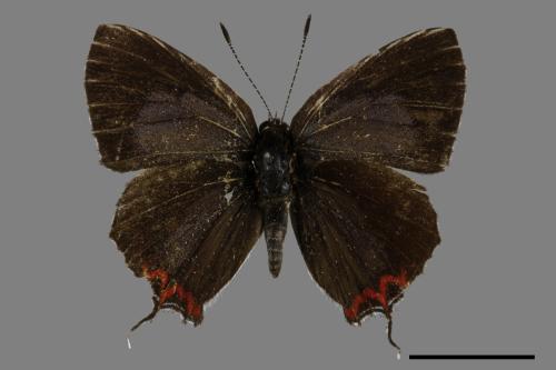 Heliophorus ila matsumurae[紅邊黃小灰蝶][00101787]